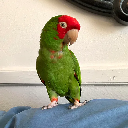 Premium bird cage