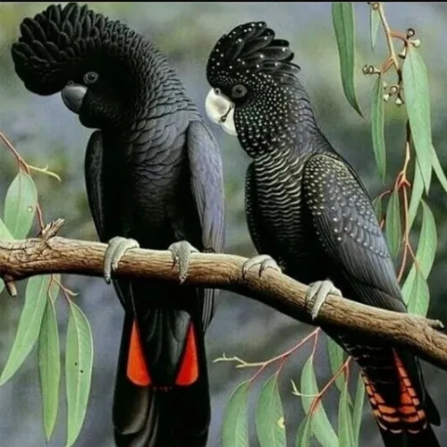 Premium bird cage