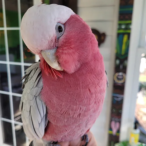 Premium bird cage