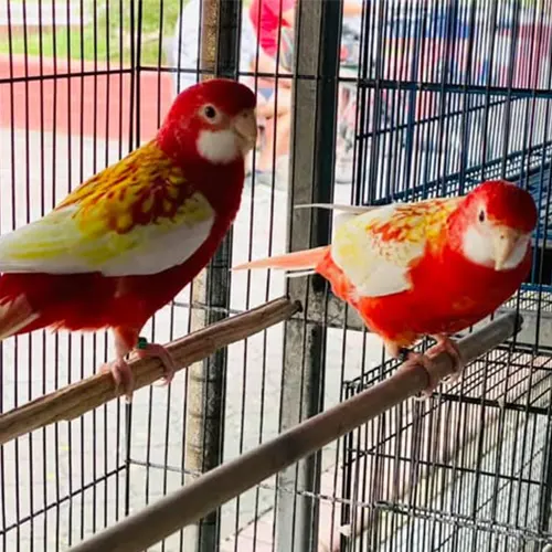 Premium bird cage