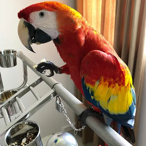 Premium bird cage