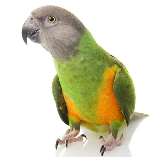 Premium bird cage