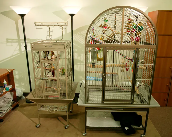 Senegal Parrot Cage