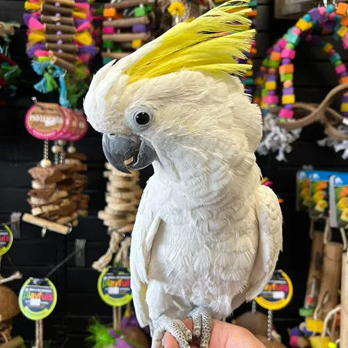 Premium bird cage