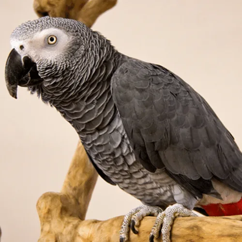 Premium bird cage