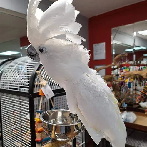 Premium bird cage