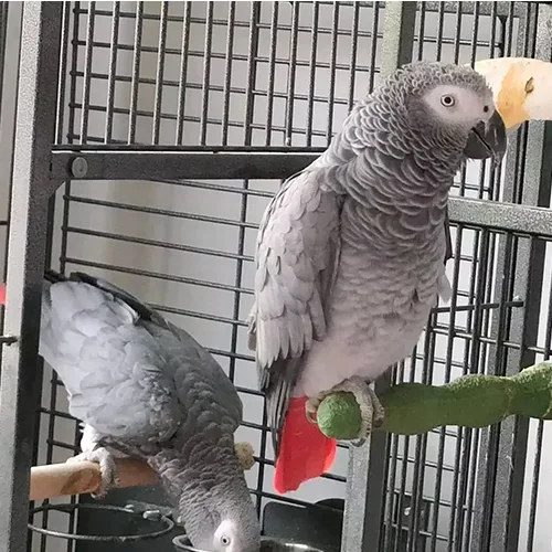 Premium bird cage