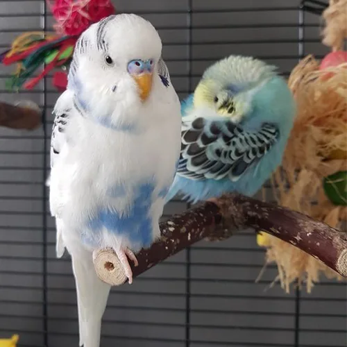 Premium bird cage