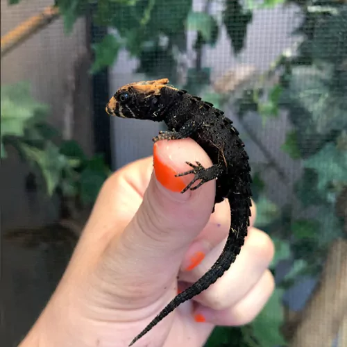 red eyed crocodile skink