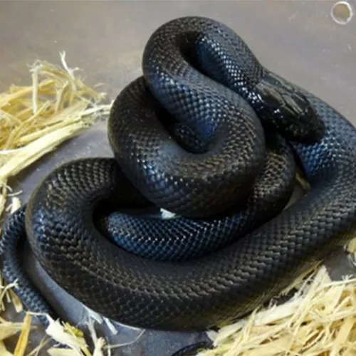 snakes